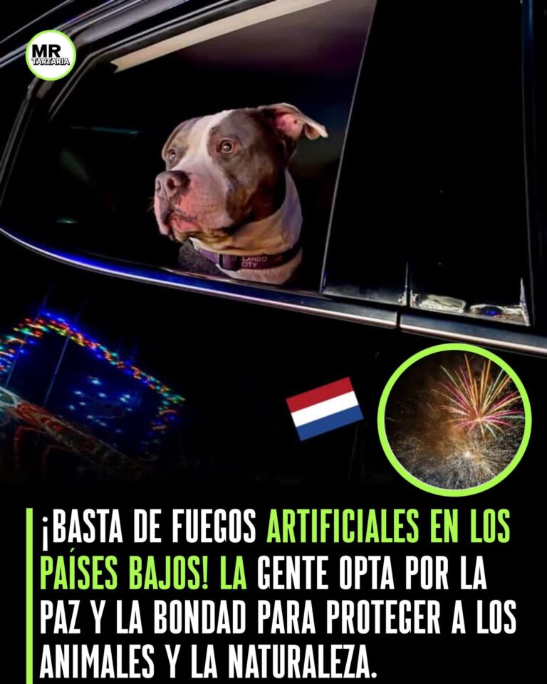 FB_IMG_1763172110360